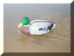 Duck1.jpg (21044 bytes)