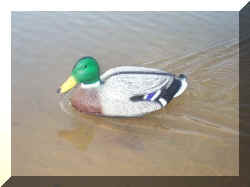 Duck1.jpg (21044 bytes)