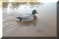 Duck2.jpg (25894 bytes)