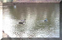 Duck3.jpg (57479 bytes)