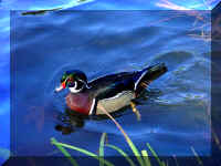 RealDuck01.jpg (39492 bytes)