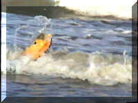 Surf3.jpg (30174 bytes)