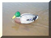 Duck1.jpg (188177 bytes)
