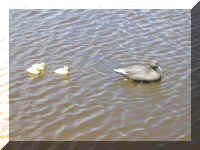 DuckJohn2.jpg (101308 bytes)