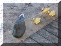 DuckJohn3.jpg (130384 bytes)