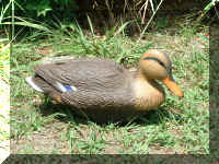 RonDucky1.jpg (140011 bytes)