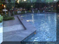 TomLHongKongDuck.jpg (48988 bytes)